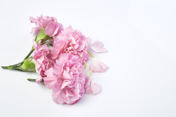 粉色康乃馨是母亲节的鲜花图片下载