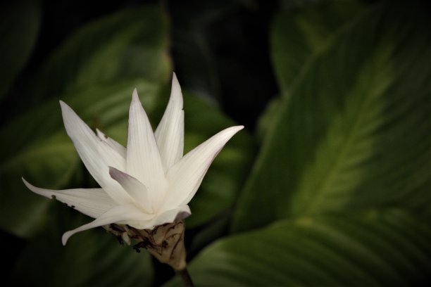 热带的白色花图片下载