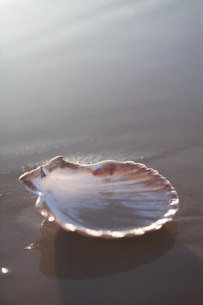 海滩上的贝壳-热带沙滩和贝壳的图片。夏天的概念图片下载