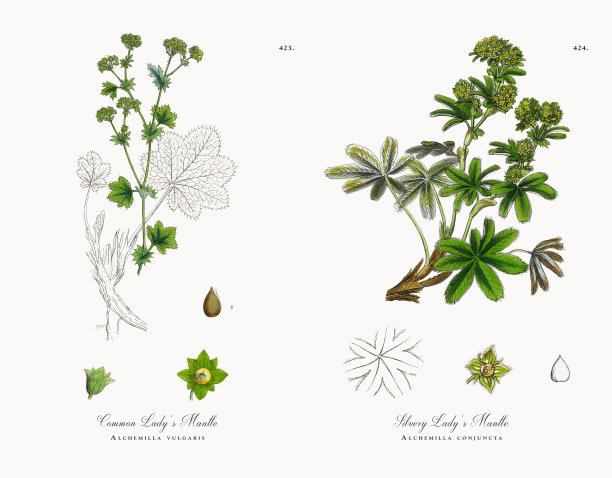 普通女士的斗篷，炼金术，维多利亚植物学插图，1863年图片下载