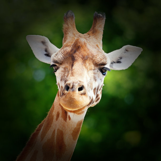 长颈鹿期待小插曲图片下载