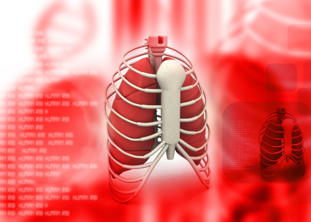 人体肋骨的3d渲染图片下载