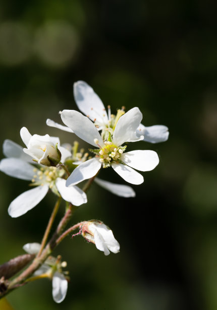 阳光下的 mespilus 白色花朵素材图片