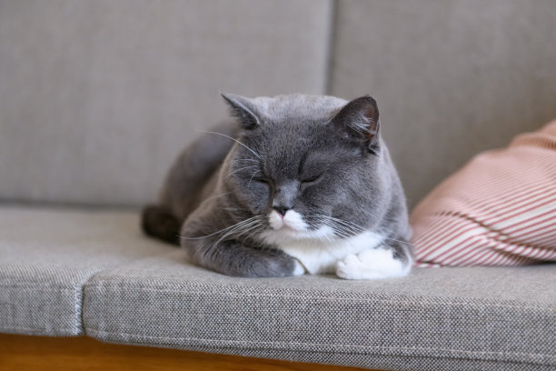 灰猫睡在沙发上图片下载