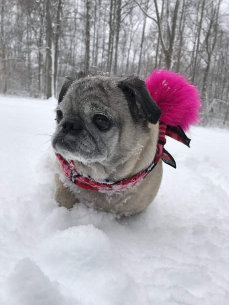 雪中的哈巴狗图片下载