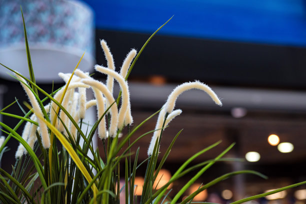 商场内的盆栽装饰植物图片下载