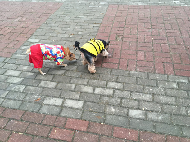 穿着滑稽衣服的小狗在城市里散步图片下载