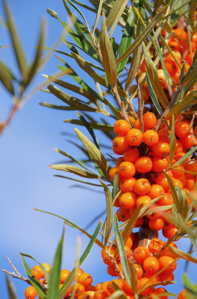 灰黄色的刺图片下载