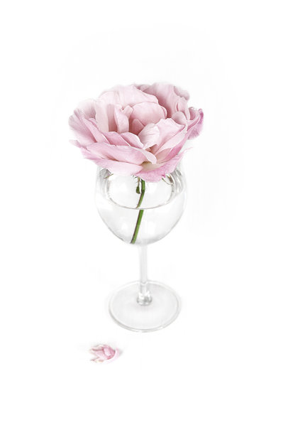 最后的玫瑰图片下载