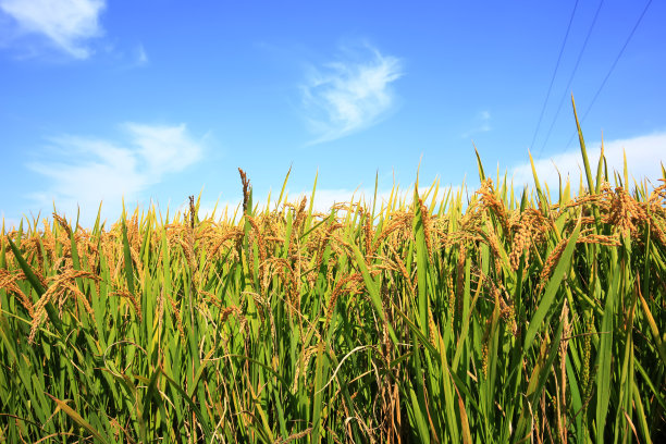 稻田素材图片