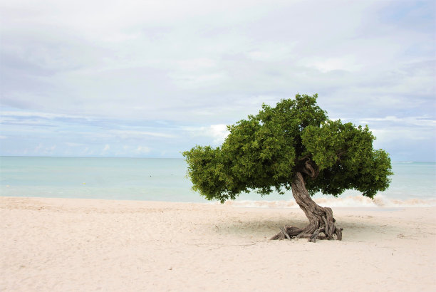 阿鲁巴海鹰海滩图片下载