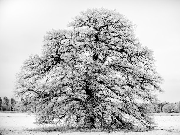 霜大老橡树B/W图片下载