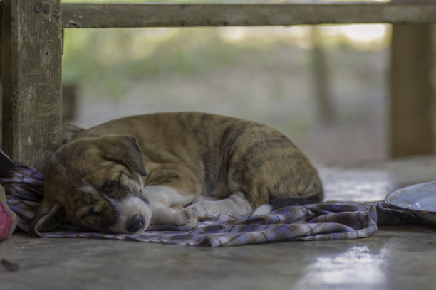 小狗们在家里快乐地睡觉。素材图片