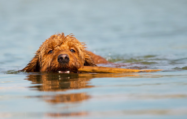 一只嘴里叼着棍子游泳的小狗图片下载