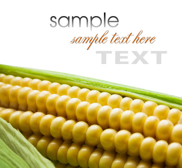 甜玉米棒子图片下载