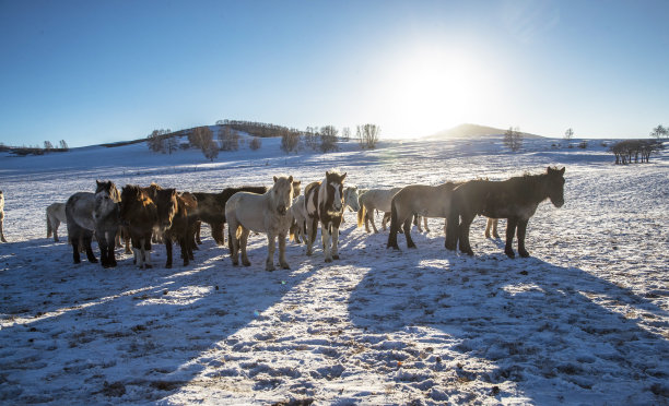 冬天在牧场上吃草的马图片下载