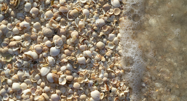 Holbox岛海滩贝壳沙墨西哥素材图片