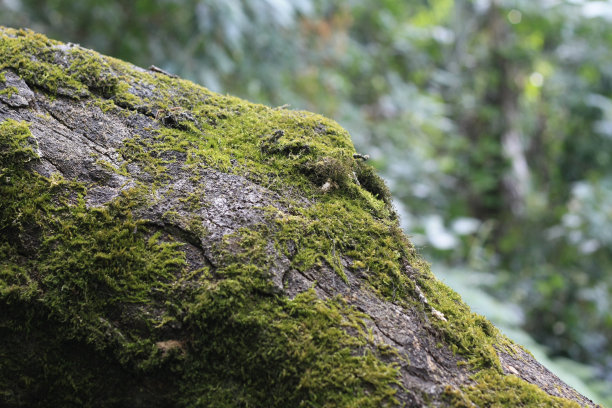 在东南亚泰国的一个国家公园的森林区域，苔藓覆盖了树枝和原木图片下载