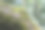 在东南亚泰国的一个国家公园的森林区域，苔藓覆盖了树枝和原木图片下载