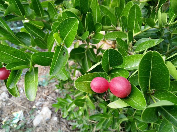 Carissa的粉色水果(Carissa carandas)图片下载