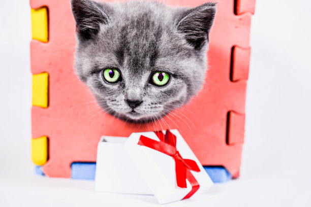 有趣的苏格兰直猫与礼盒白色背景图片下载