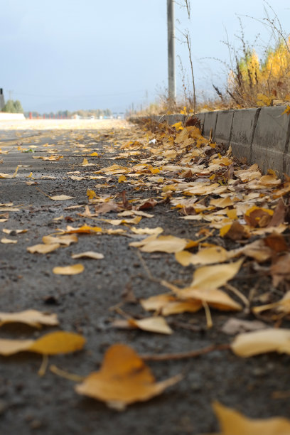 秋天的路，黄叶和树木图片下载