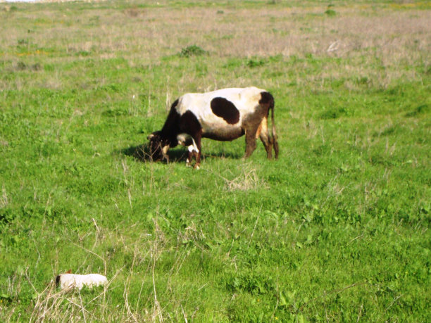 两头奶牛图片下载