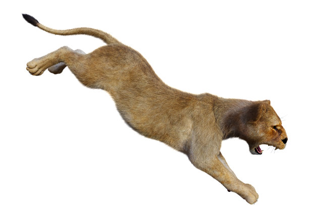 3D渲染雌狮子在白色图片下载