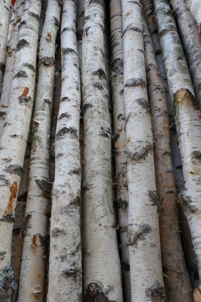 桦木树干，用作木柴、建筑木材或装饰品。桦木属papyrifera。天然木backgrounde图片下载