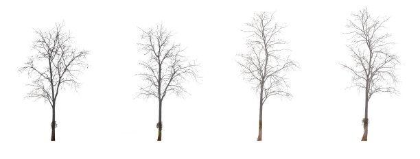 树枝。图片下载