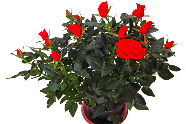 玫瑰花丛图片下载