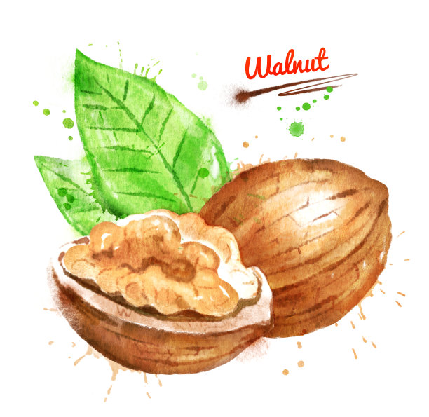 胡桃的水彩插图素材图片