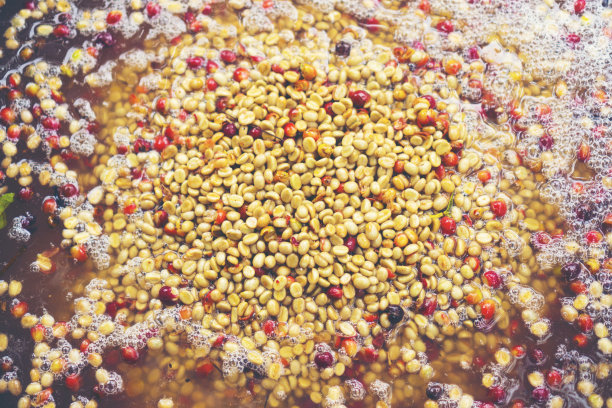 在泰国加工咖啡豆图片下载