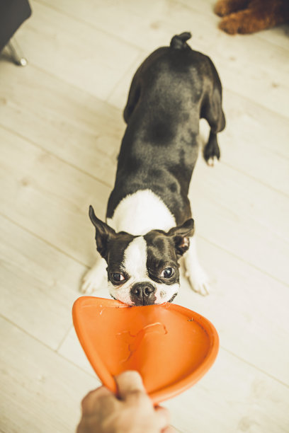 狗和主人玩飞盘图片下载