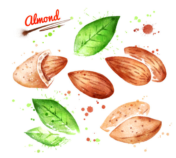 杏仁的水彩插图素材图片