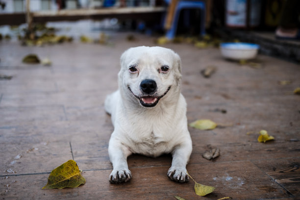 快乐的狗图片下载