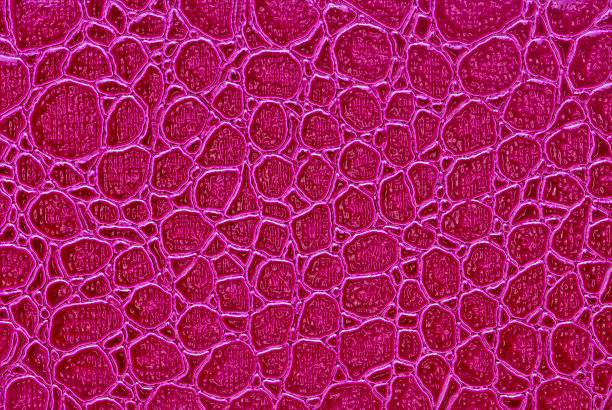 粉色鳄鱼图案的背景图片下载