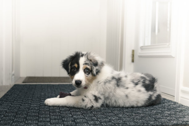 胡椒洗衣日图片下载