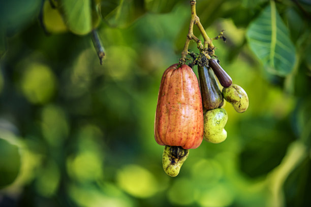 腰果和水果在模糊的背景图片下载