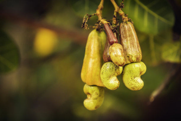 腰果和水果在模糊的背景图片下载