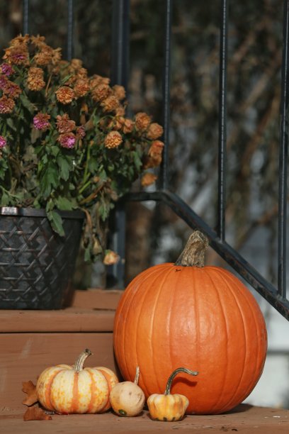 秋万圣节丰收南瓜葫芦排列，妈妈们图片下载