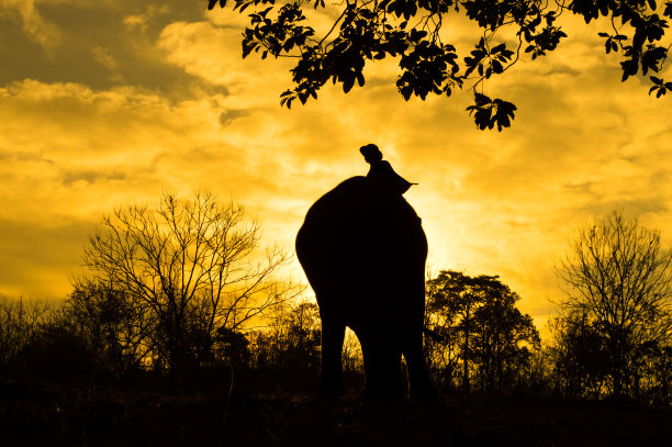 亚洲象图片下载