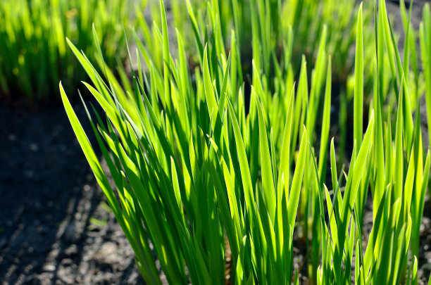 春天的绿草特写图片下载