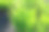 春天的绿草特写图片下载