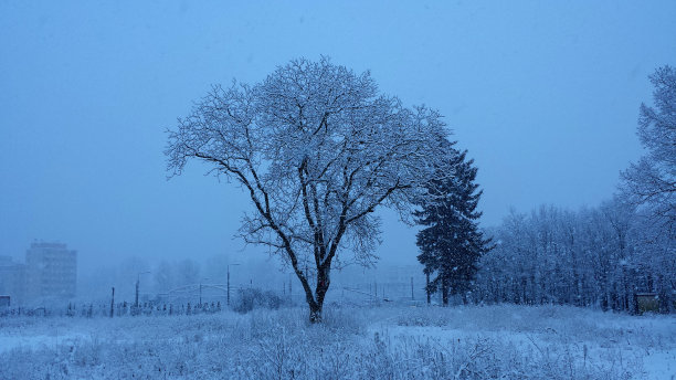 冬天的树图片下载