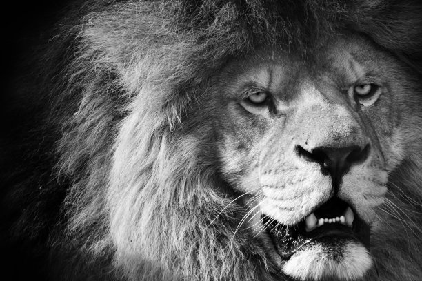 狮子黑白图片下载