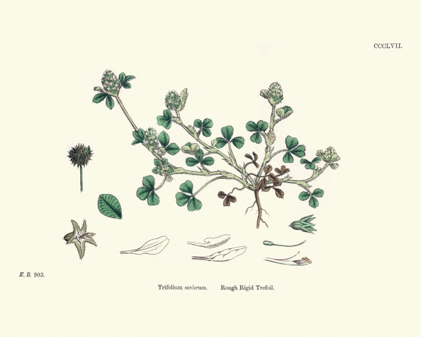 自然历史，植物志，三叶草粗三叶草图片下载