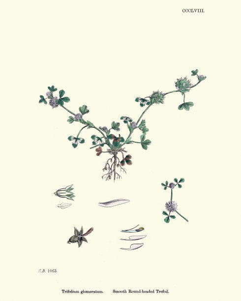 自然历史，植物群，三叶草图片下载