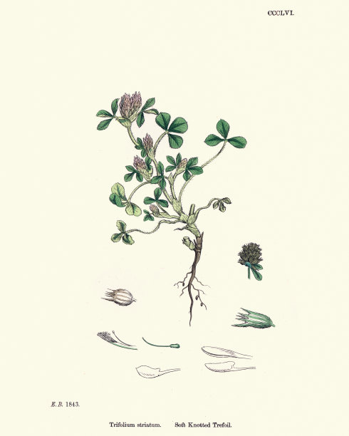 自然历史，植物区系，纹状三叶草，打结三叶草图片下载