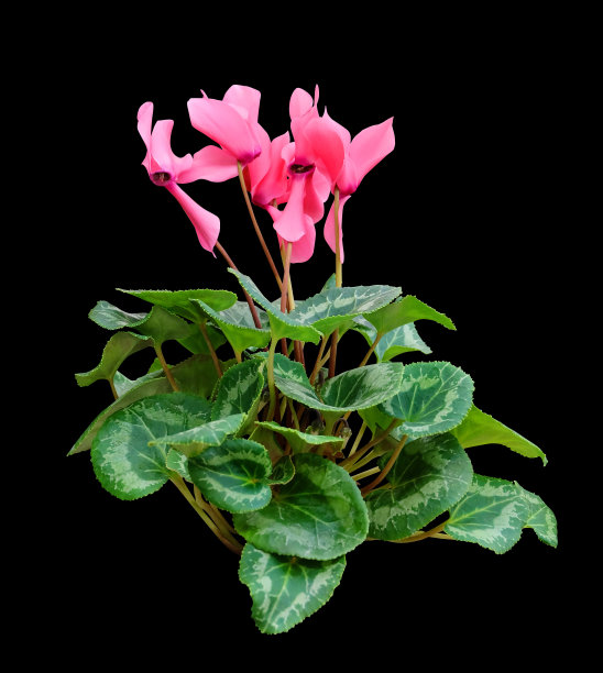 粉色仙客来图片下载